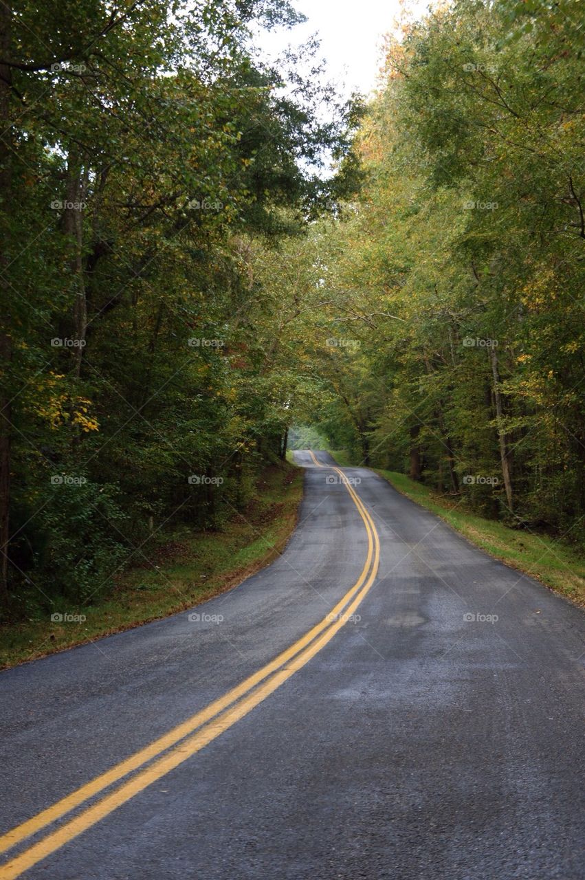 Empty road through forest