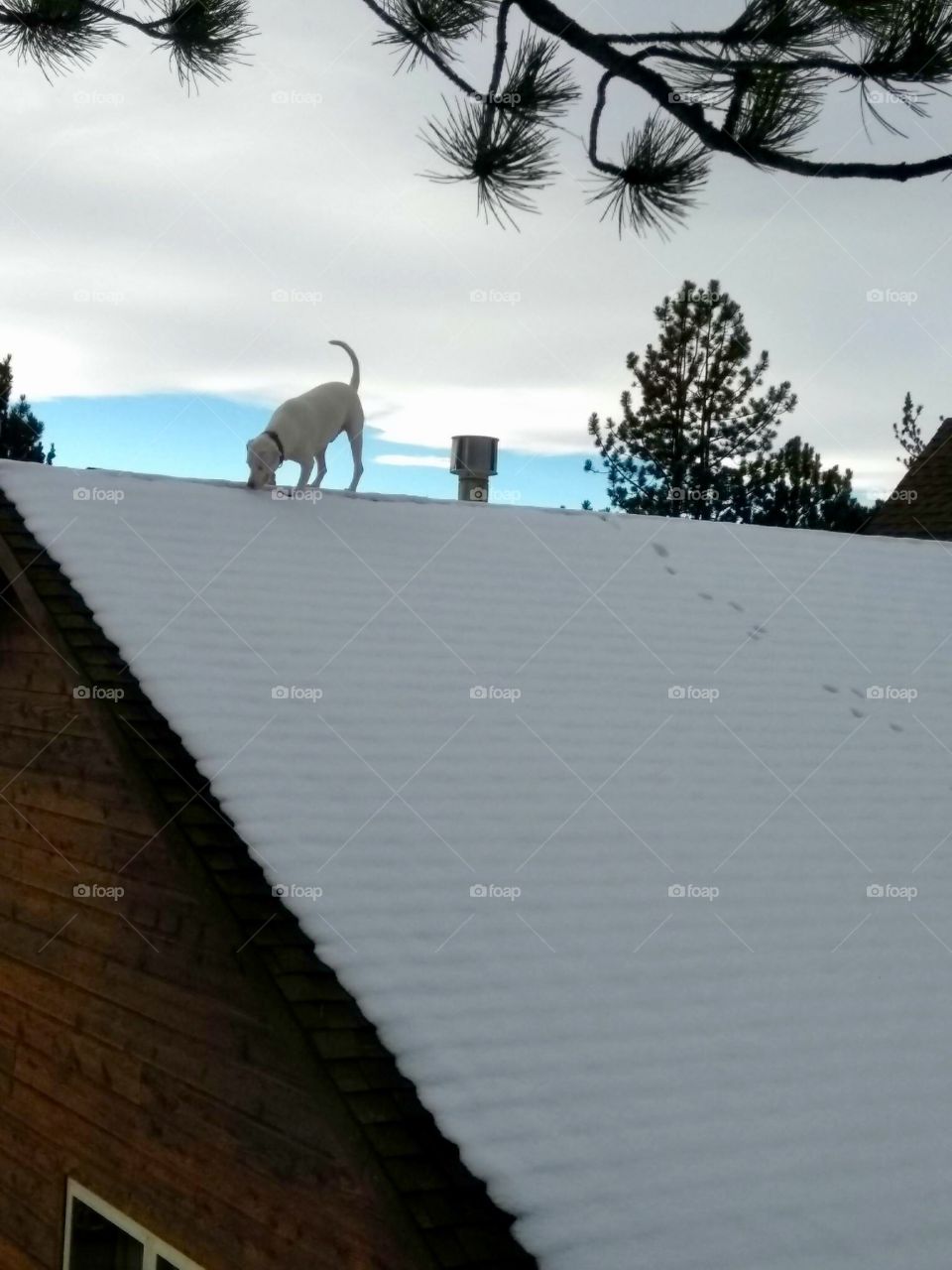 Dog on Roof
