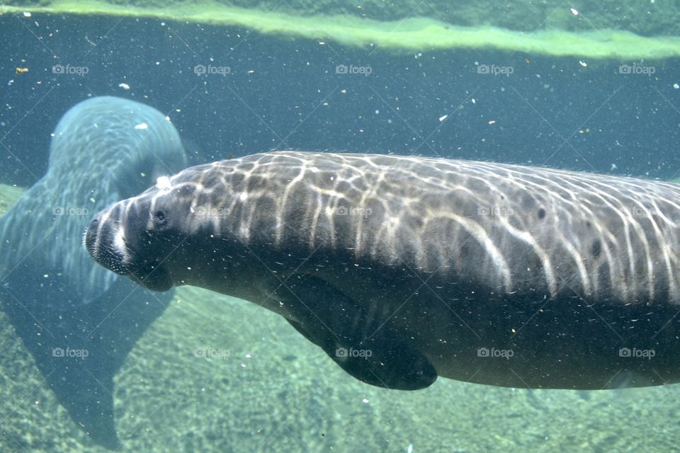 A closeup view of a manatee swimming in the water
