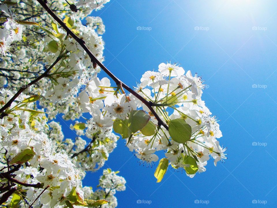 Cherry tree blossom 🌸