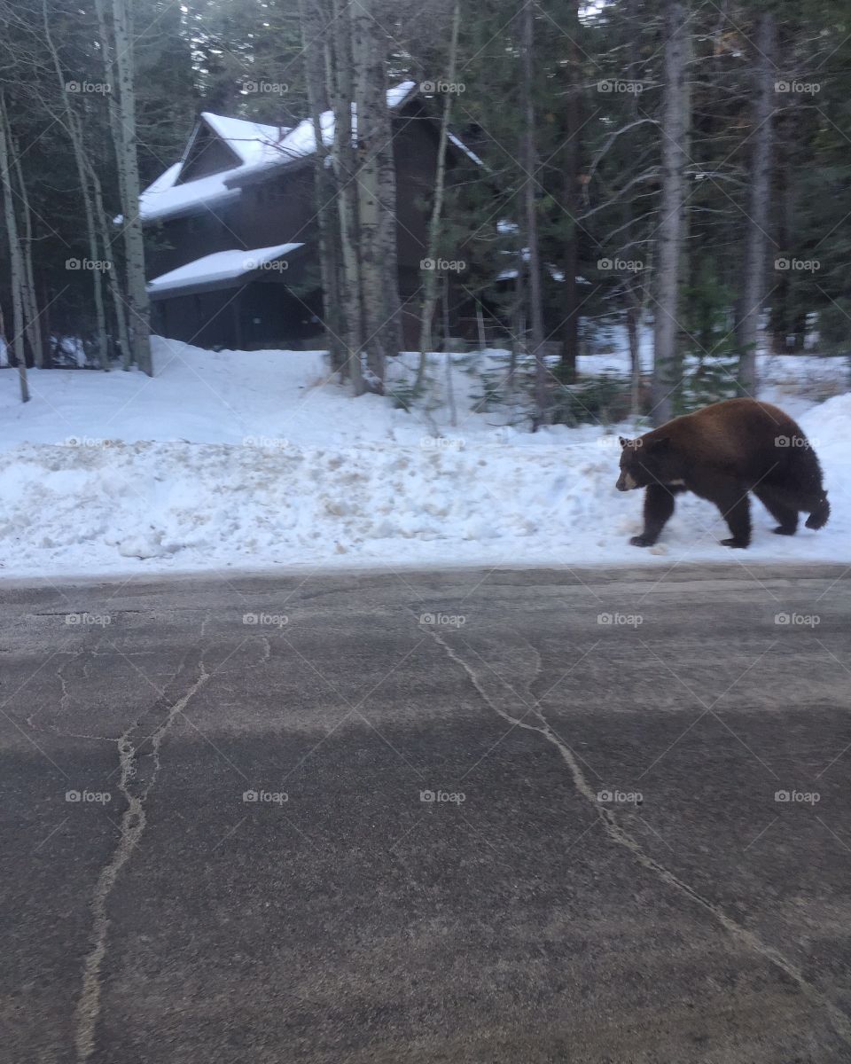 Bear < trash day walk 