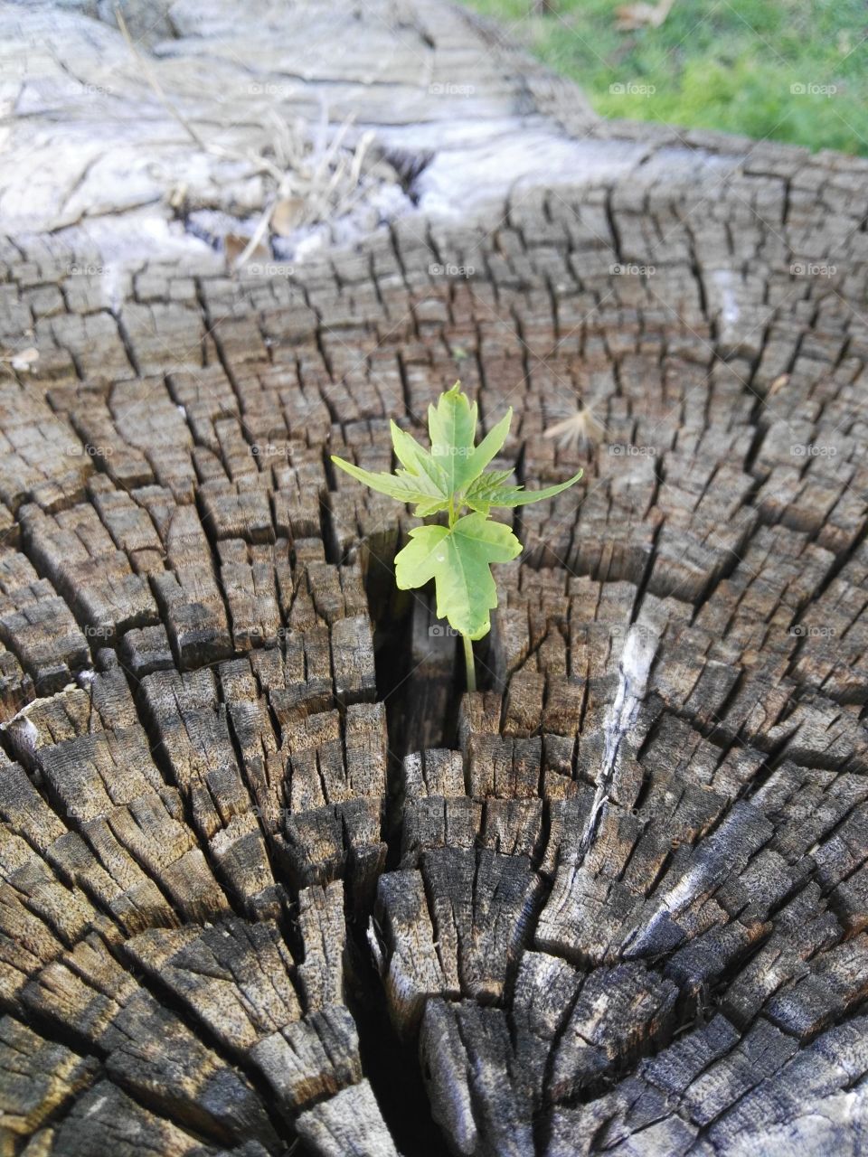 Maple sapling growing in Elm stump
