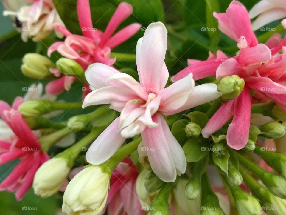 Beautiful  Pink Flowers