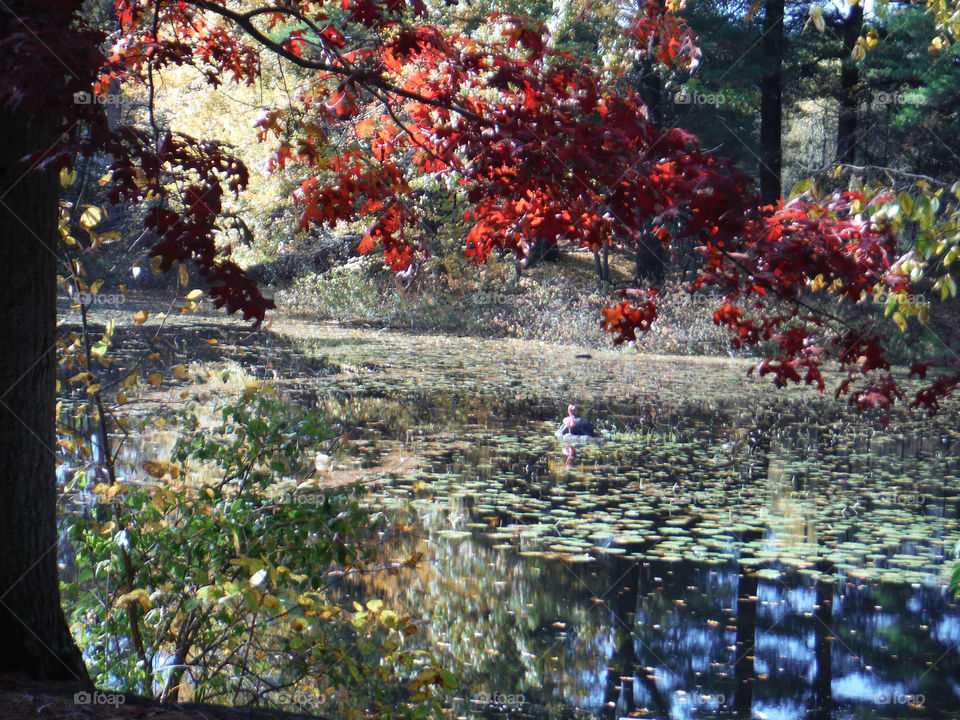 Pond in the Fall 1