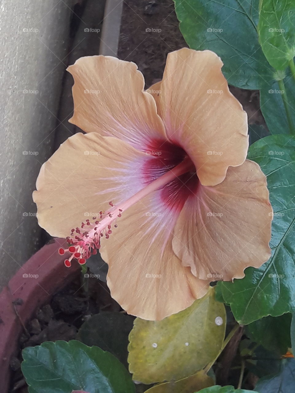 beautiful hibiscus flower at a close look