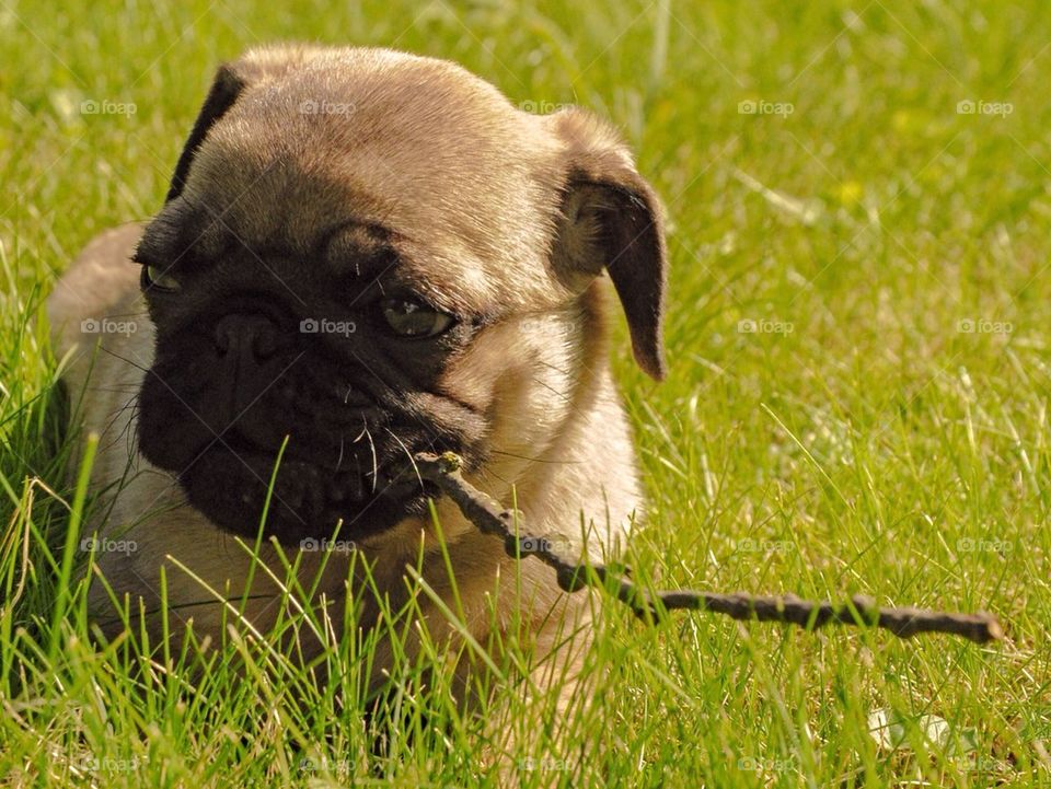 Cute pug