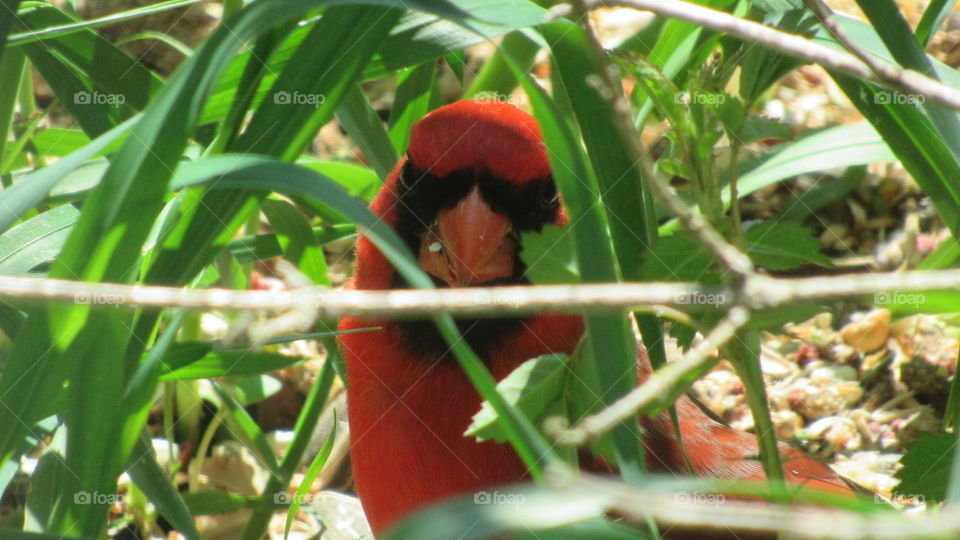 Cardinal looking at me thru the grass