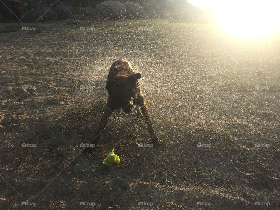 Dog playing 