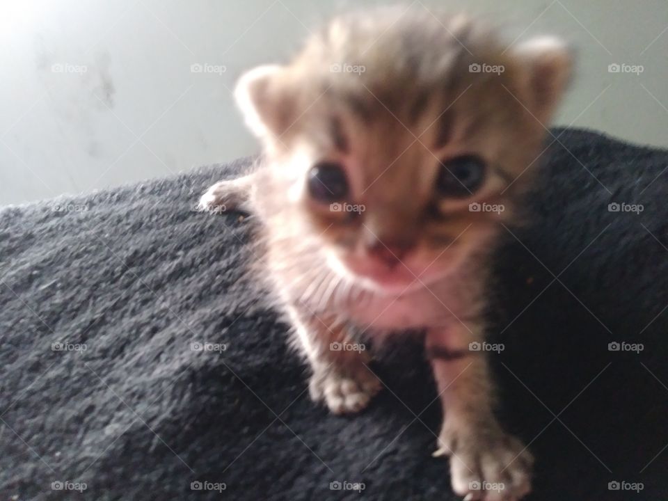 kitten