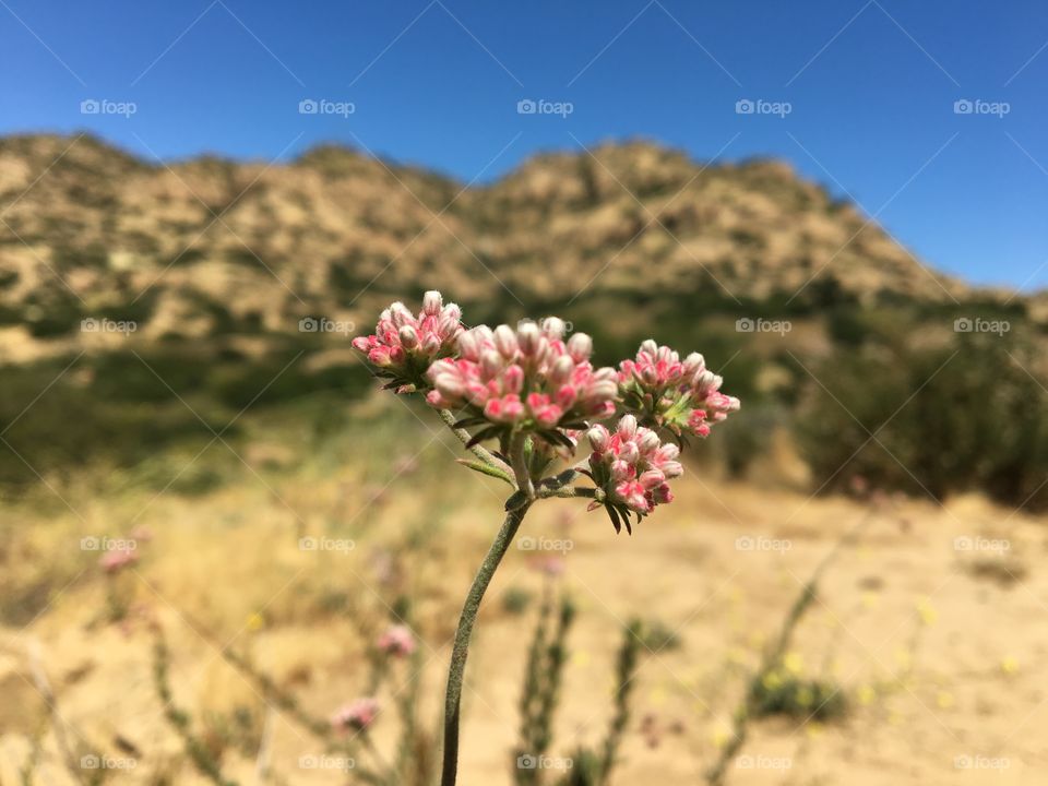 Pink flowers blooming at outdoors