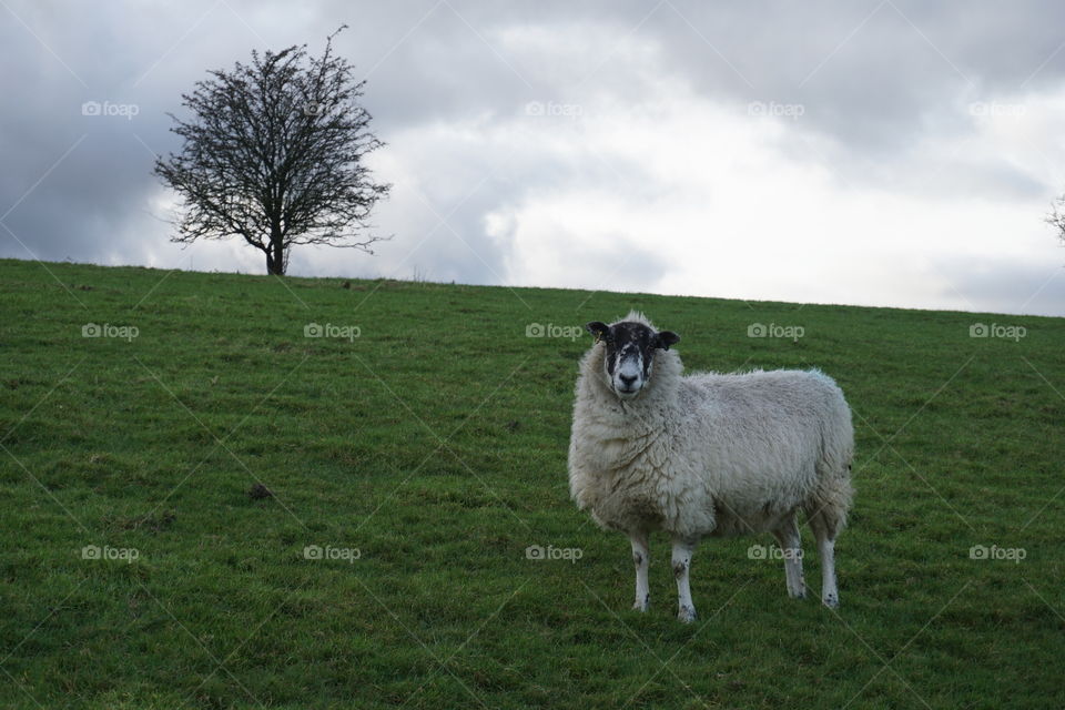 Enjoyed a countryside walk and felt someone was watching me ... hello sheep 🐑