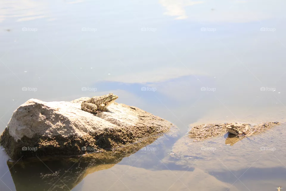 Frog