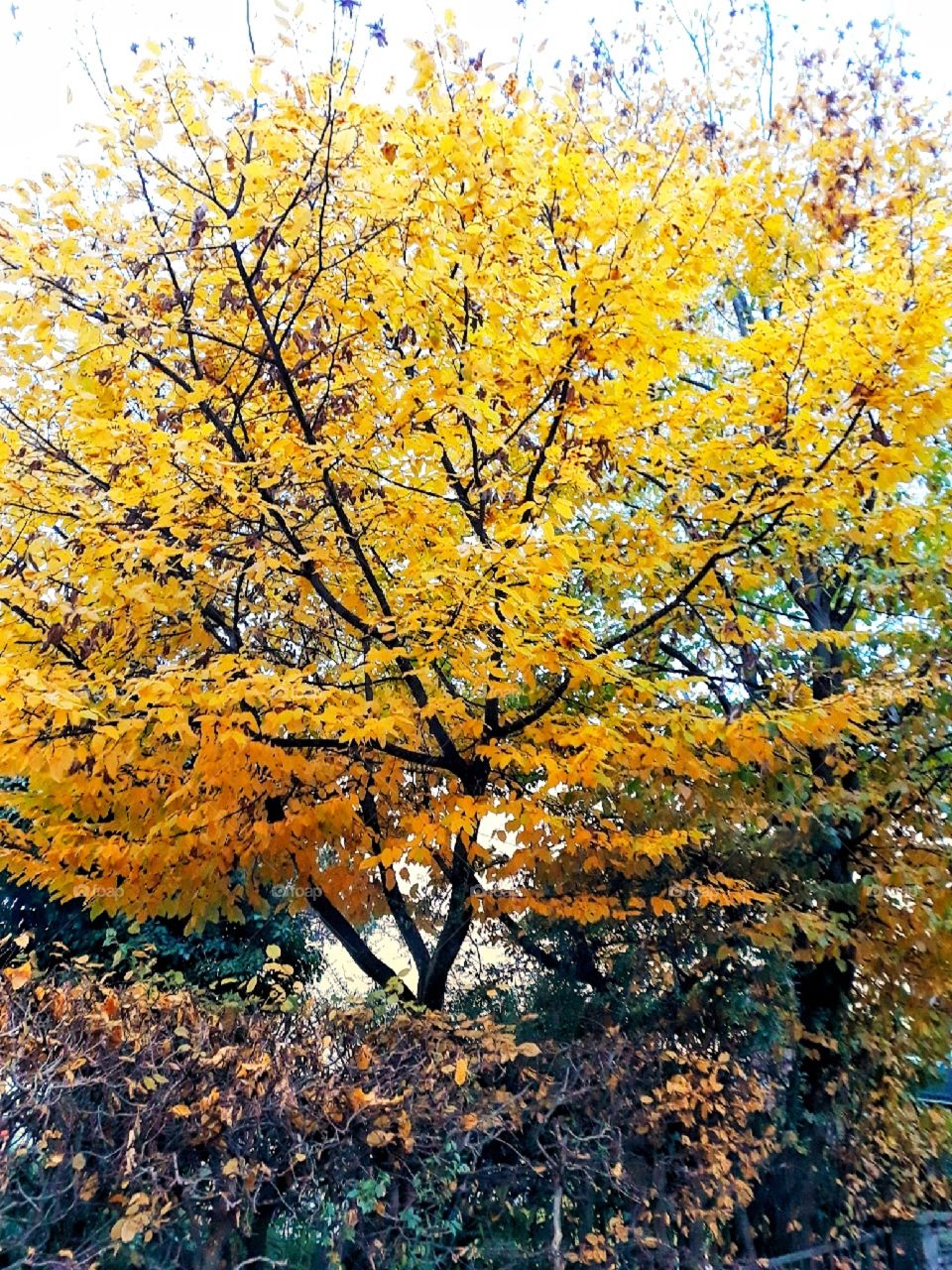 Autumnal tree photo