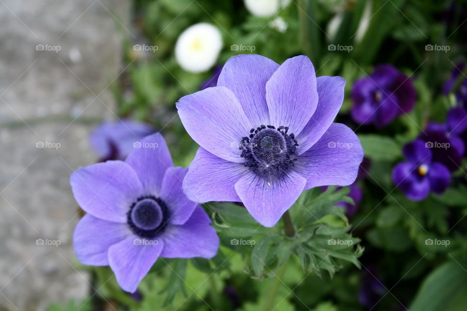 beautiful floral splendor