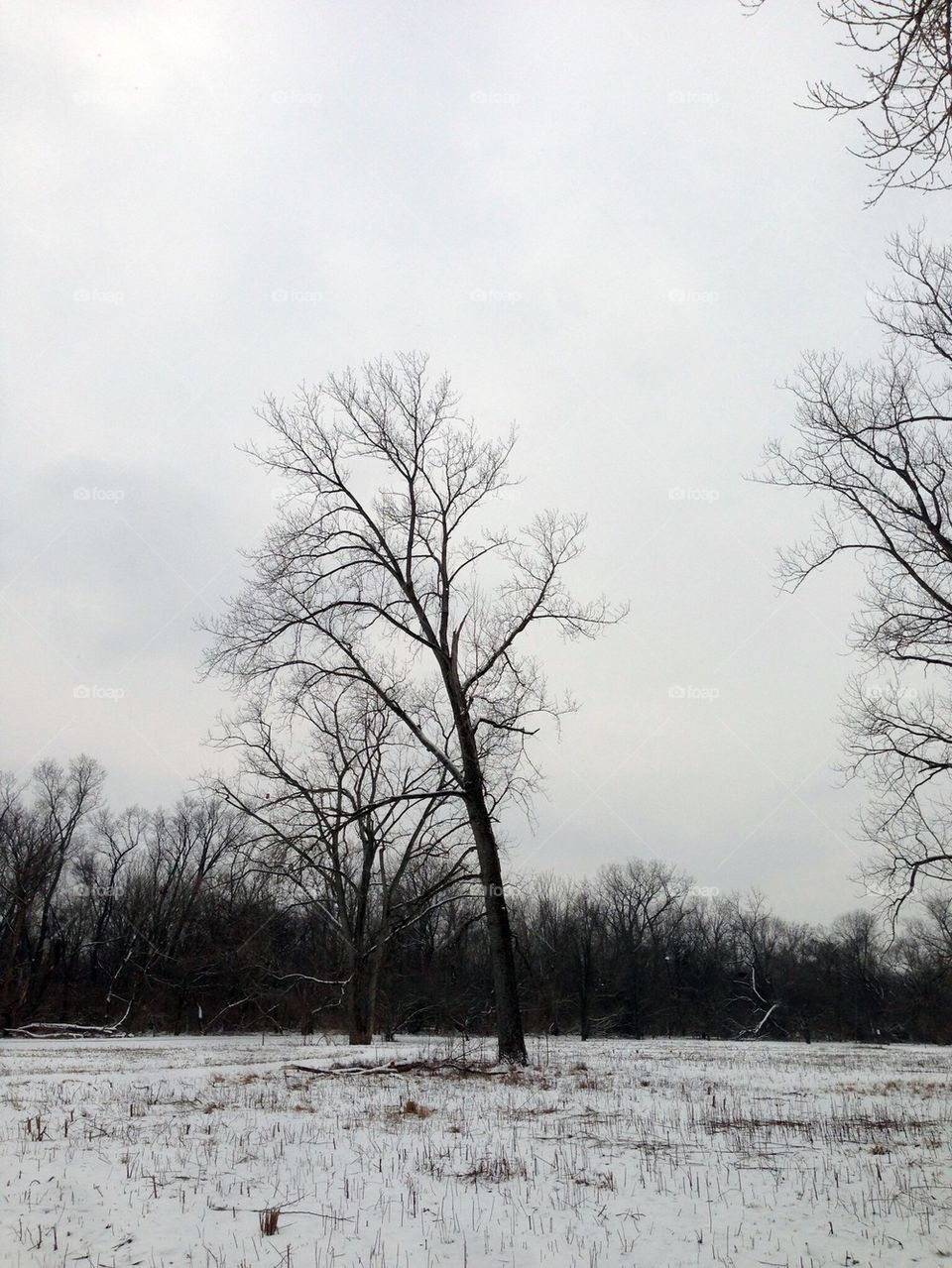 Snow Prairie