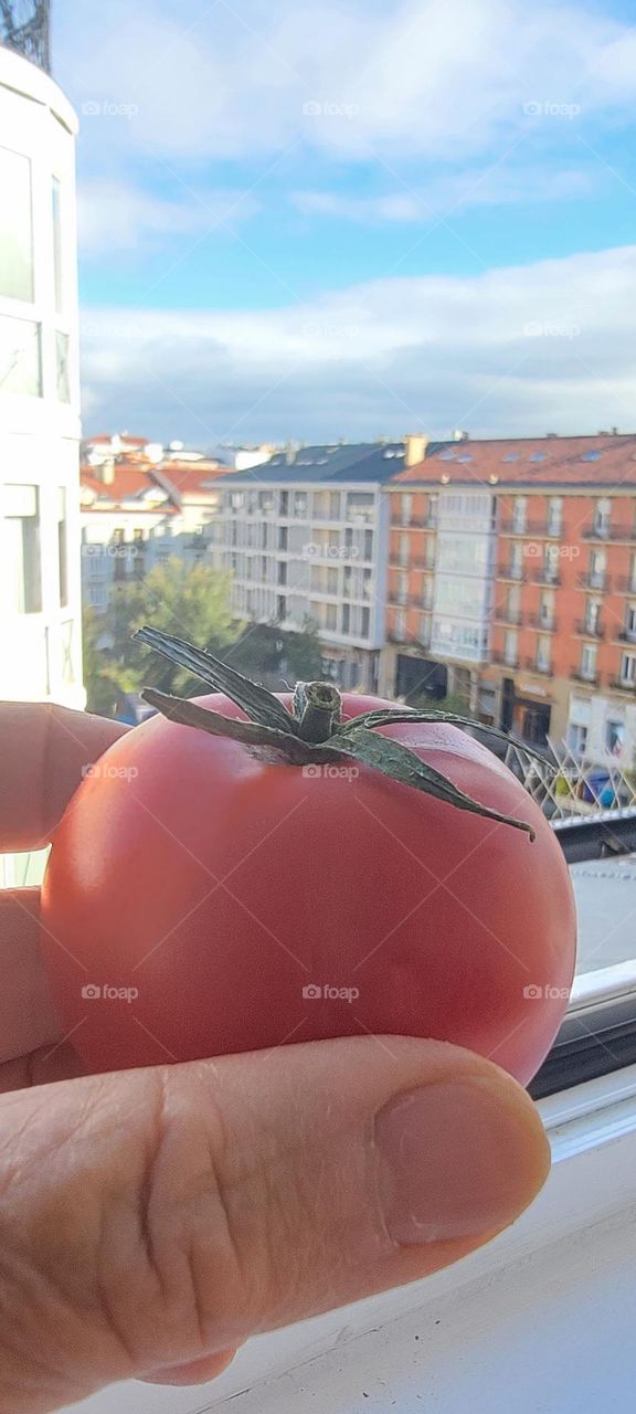 Tomato