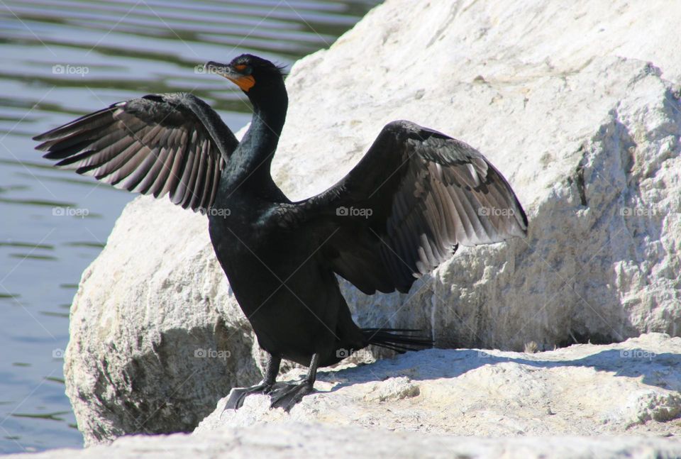 Cormorant Drying Wings in the Sun