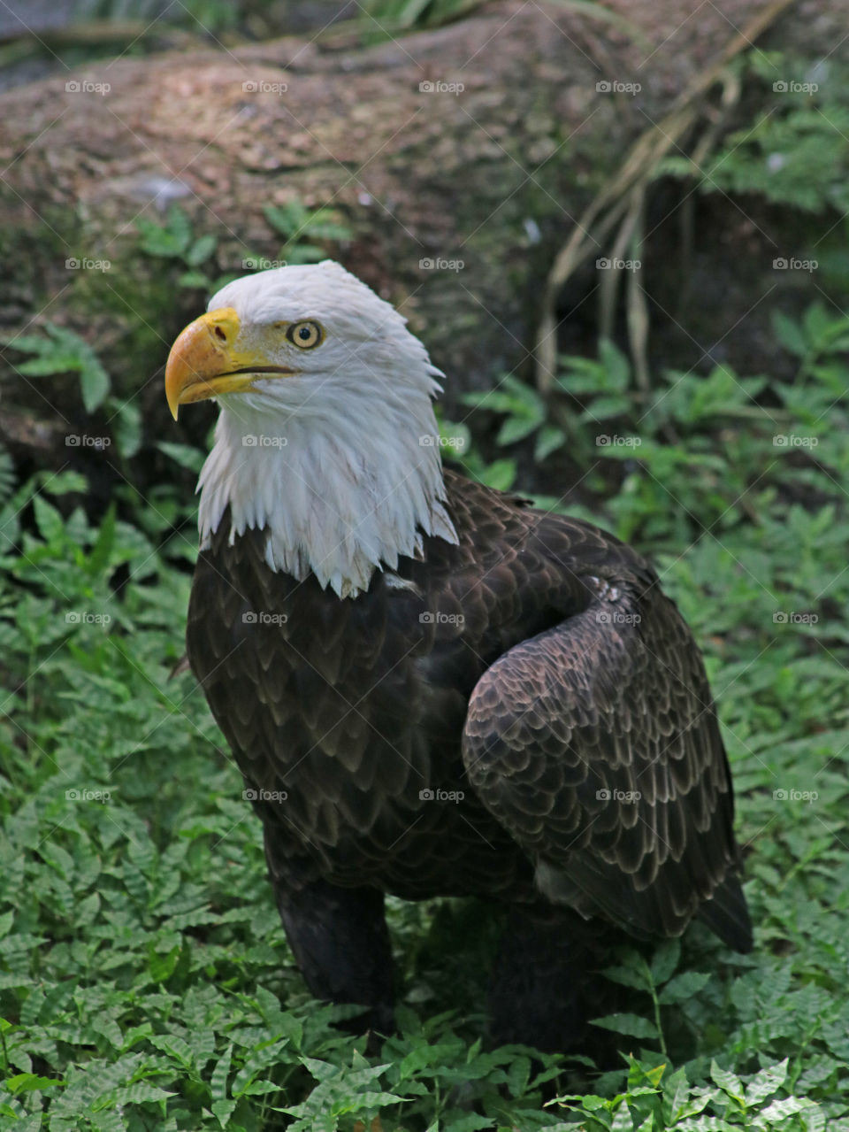 Bald Eagle standing in green ferns