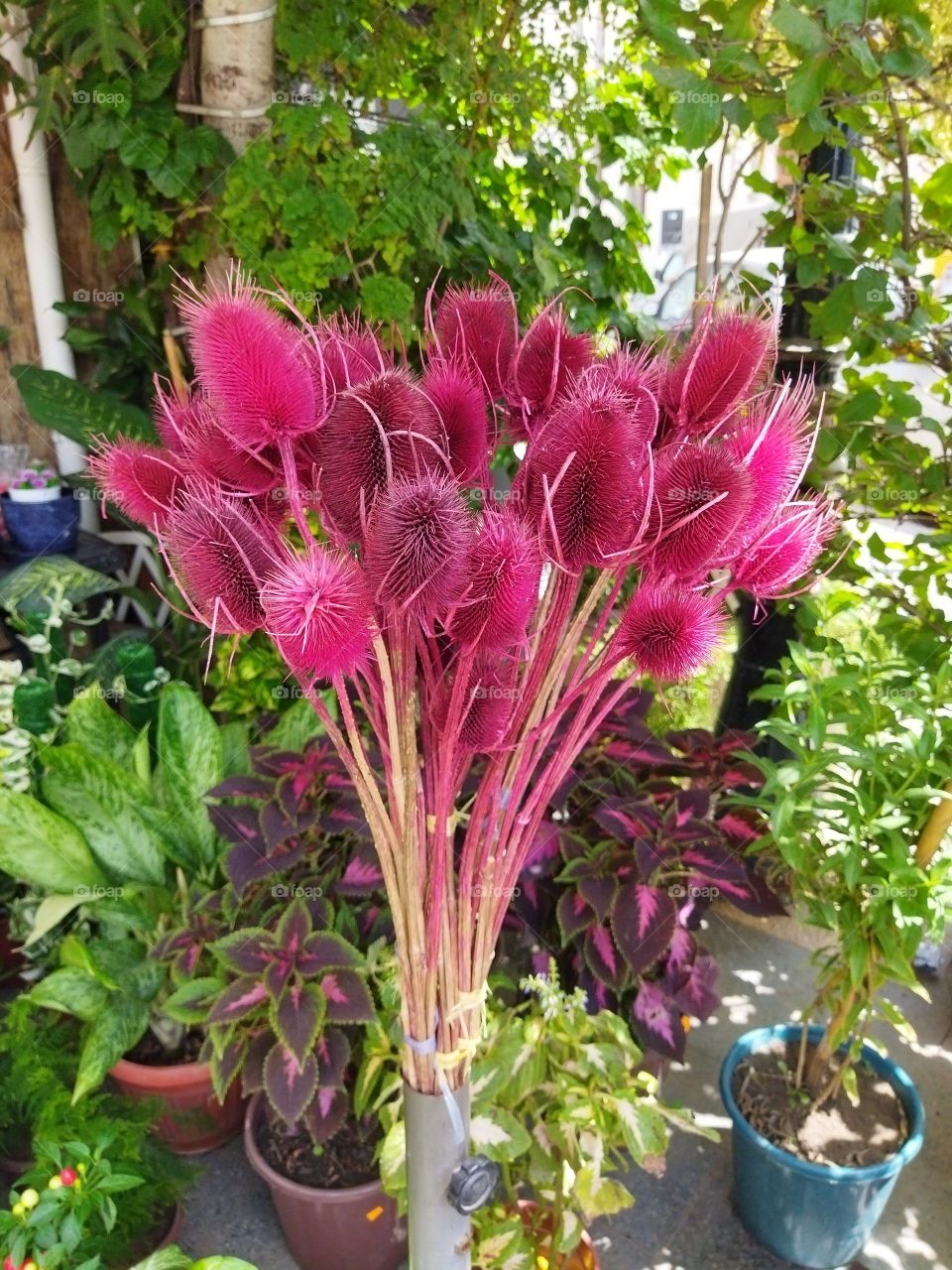 Beautiful purple flowers .