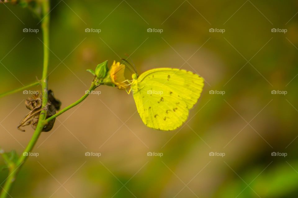 yellow colour butterfly sitting on the flower