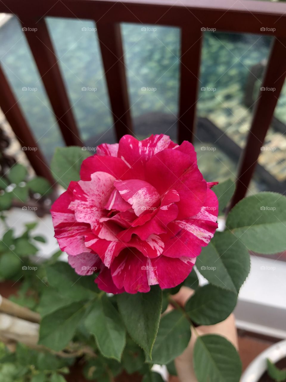 Mutant Rose
