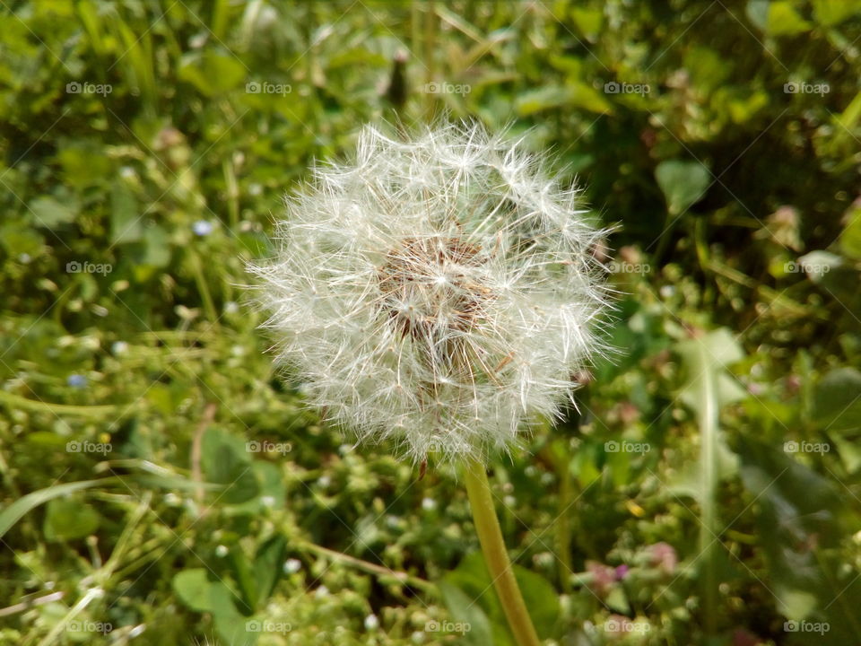 dandelion macro #3