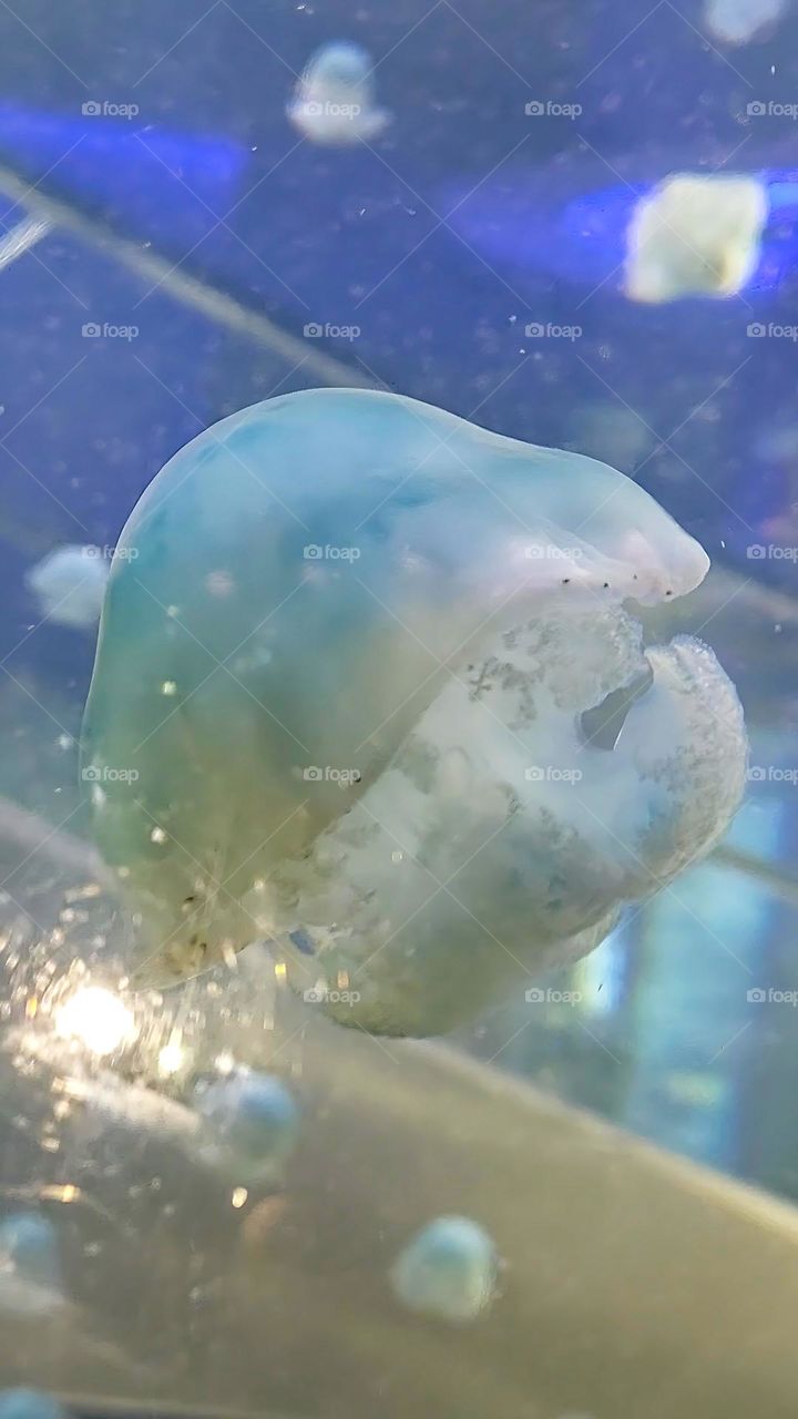 Jellyfish