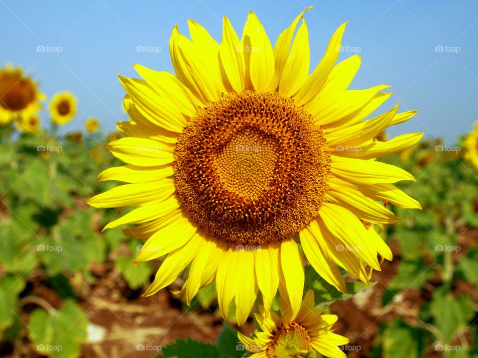 Sunflower