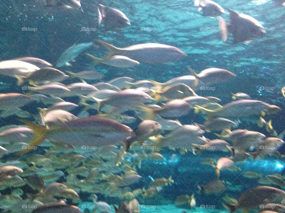 School of fish 