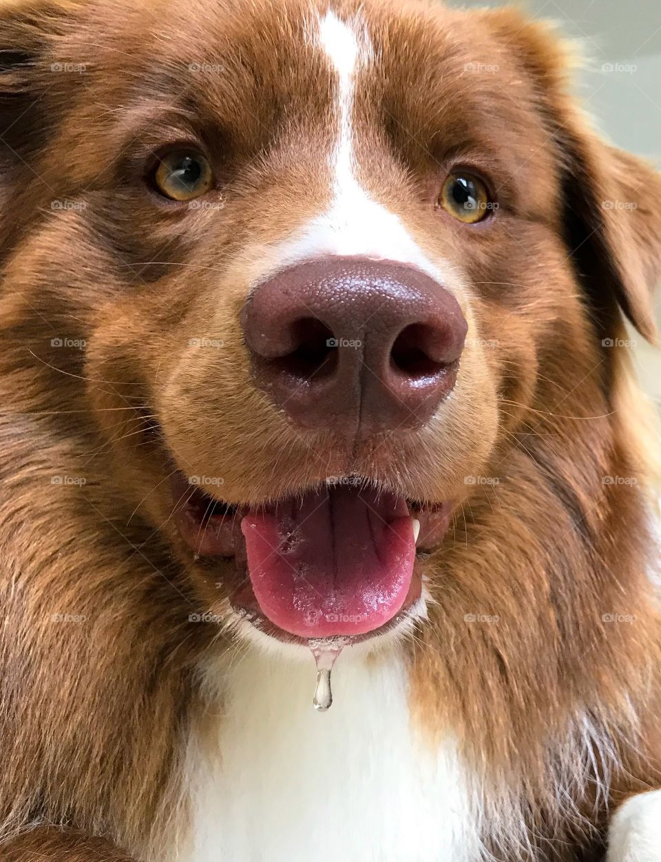 Portrait of a border collie dog smile 