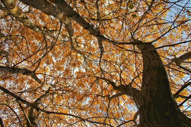 orange tree bottom up view