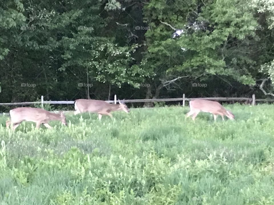Deer run