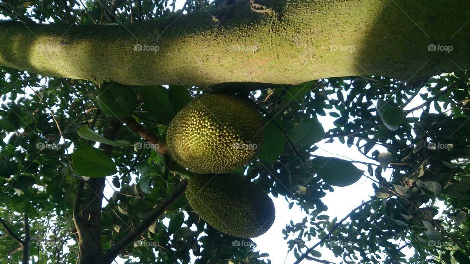 jackfruit from Southeast Asia
