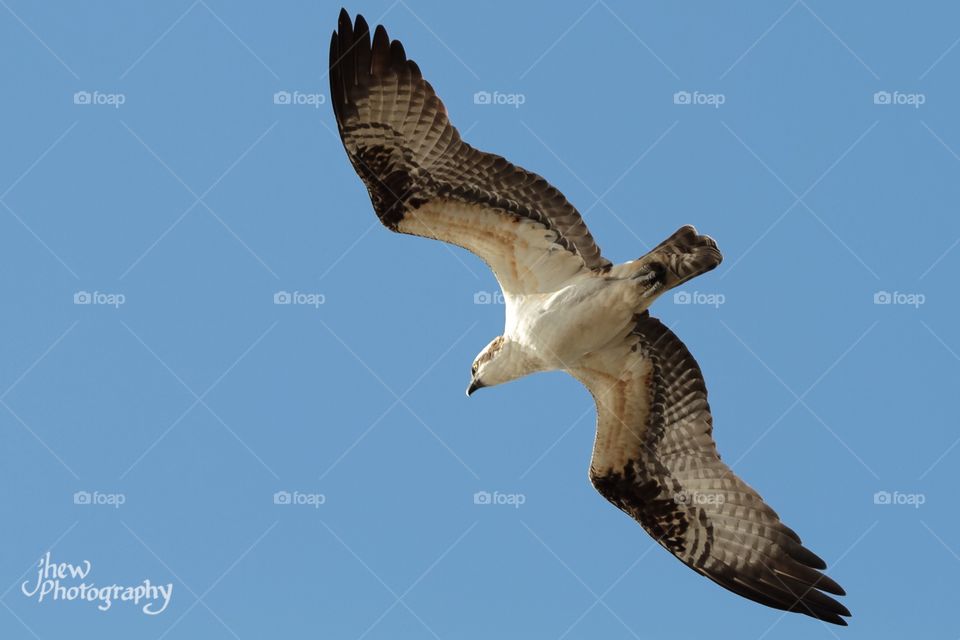 Osprey from below