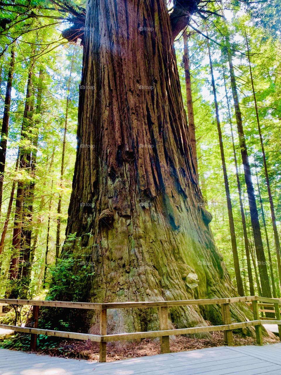 Brotherhood tree redwood forest 