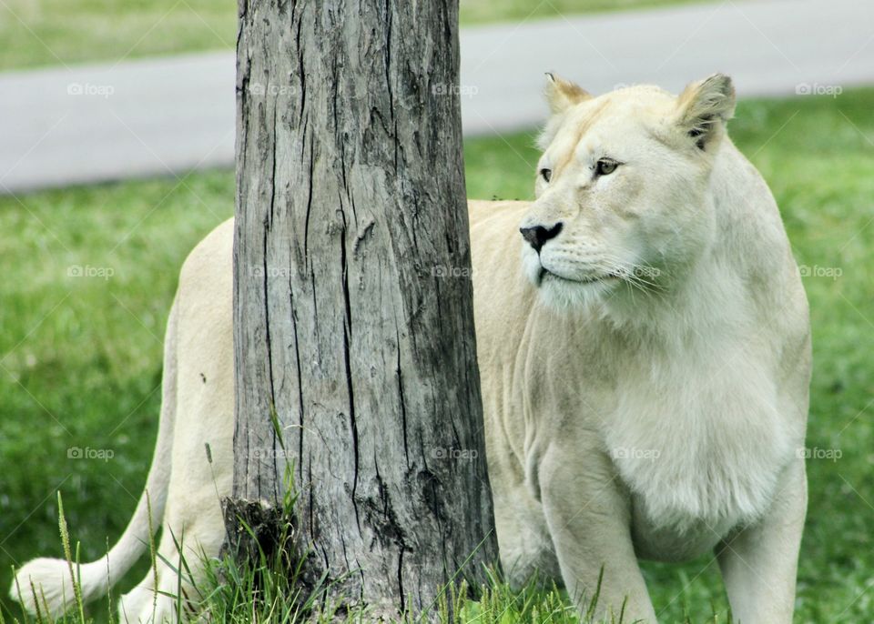 Fur is only beautiful on the original owner