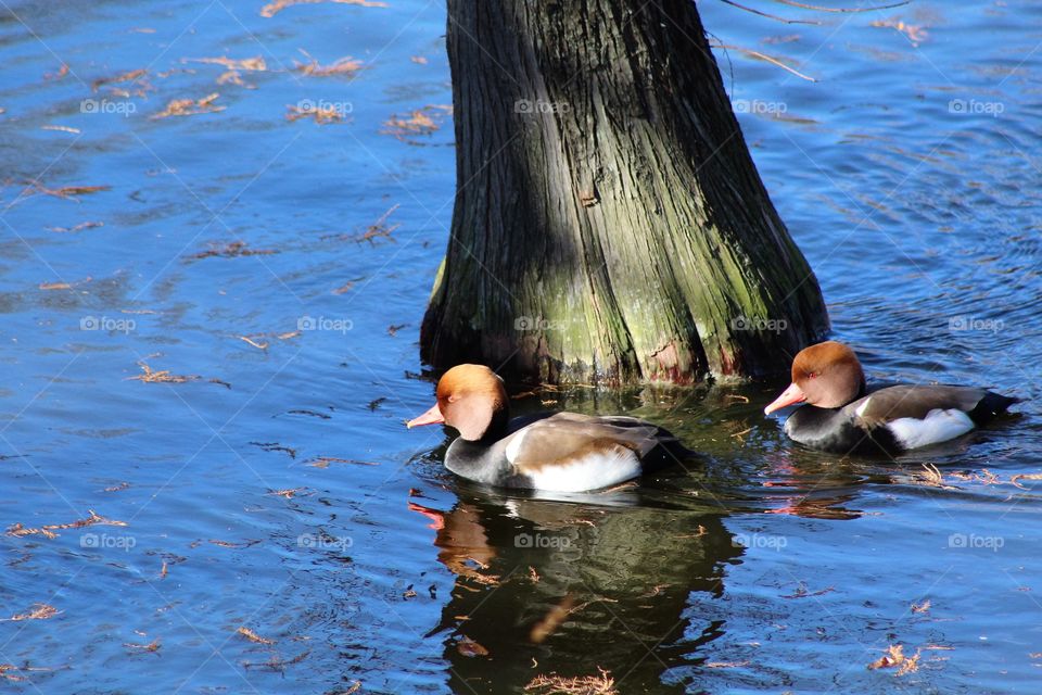 Water fowl