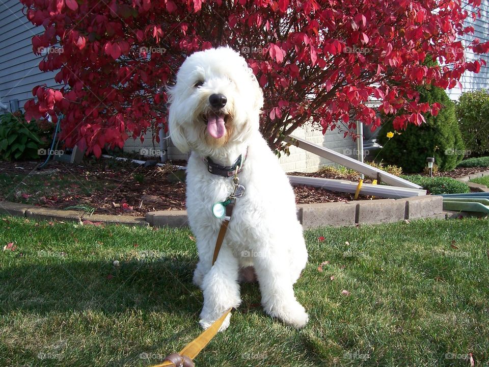 She is a Labrador poodle mix.