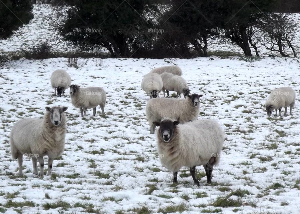 Sheep in winter 