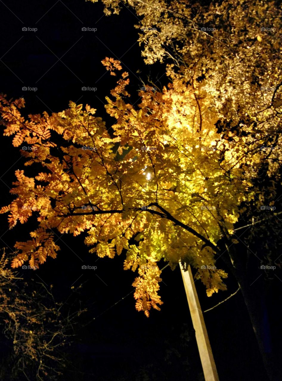 Tree, Leaf, Fall, Desktop, Nature