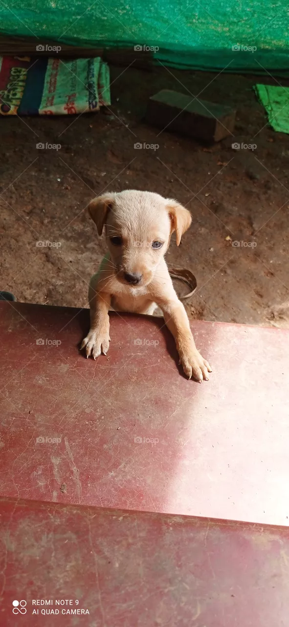 dog