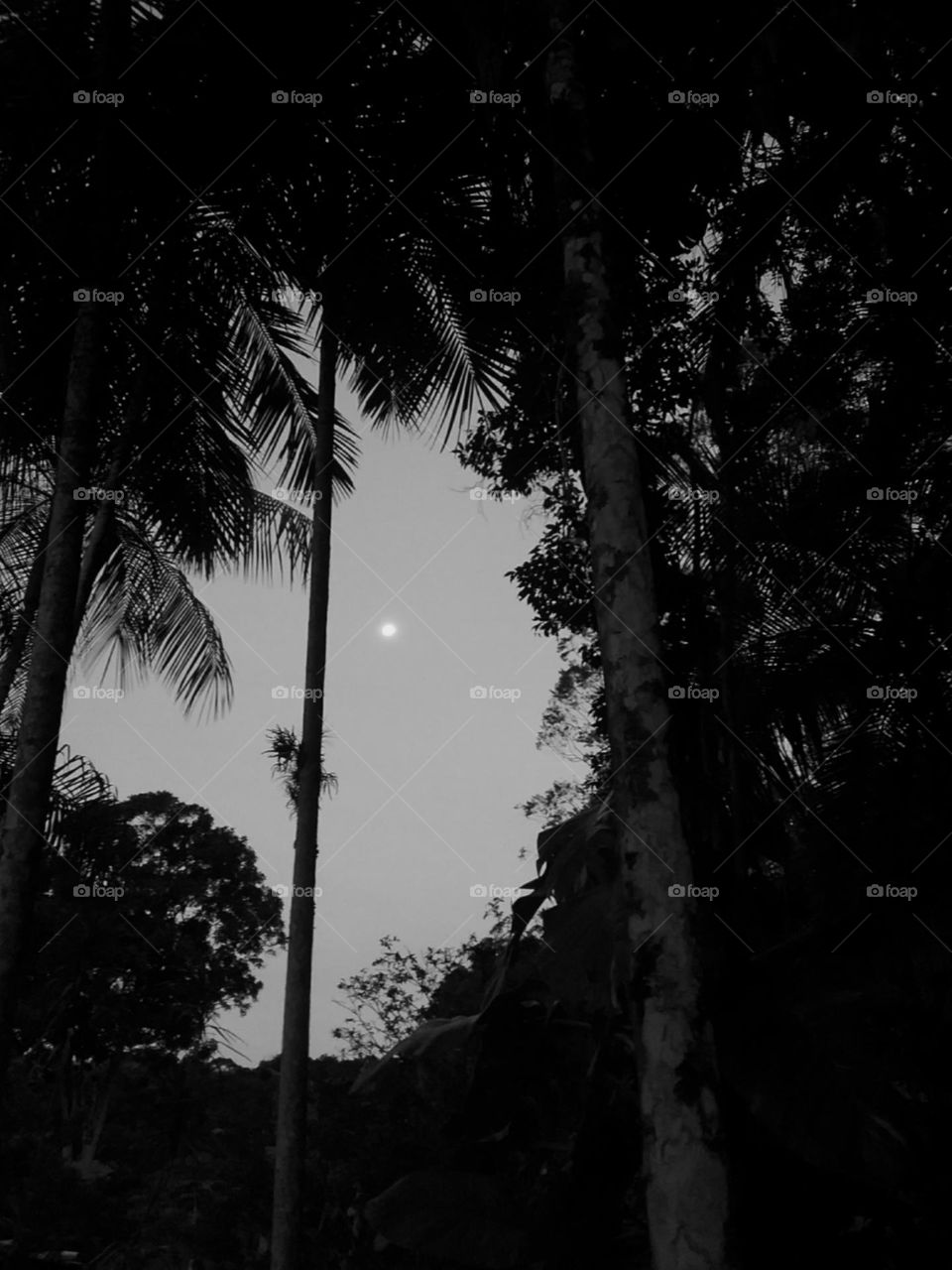 A pequena lua que surge.