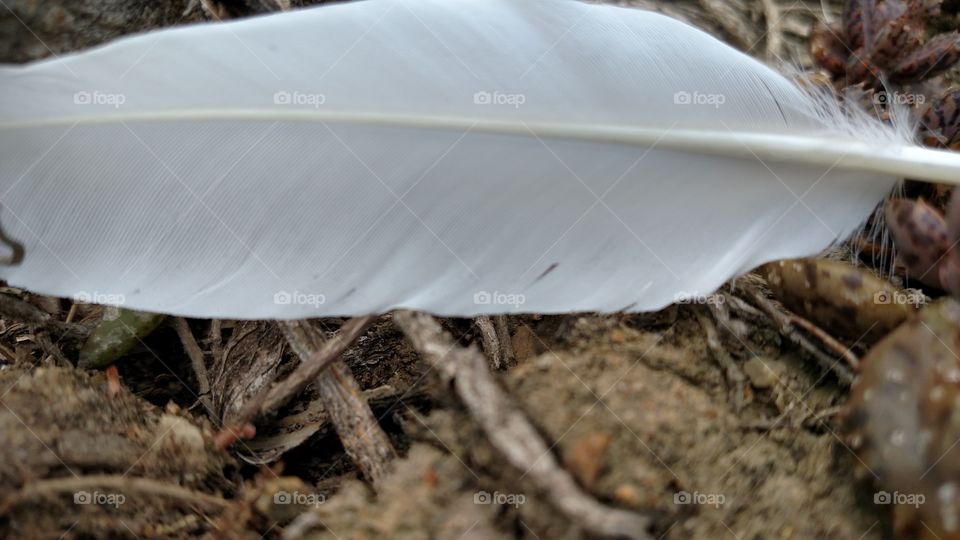 feather