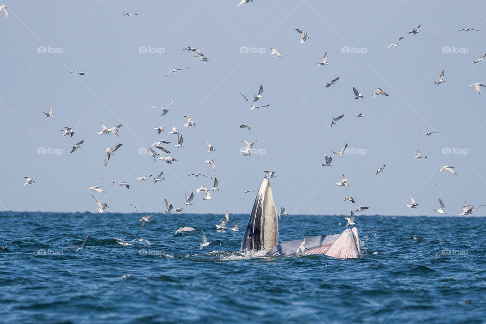 bryde whales are pretty common in the gulf of thailand