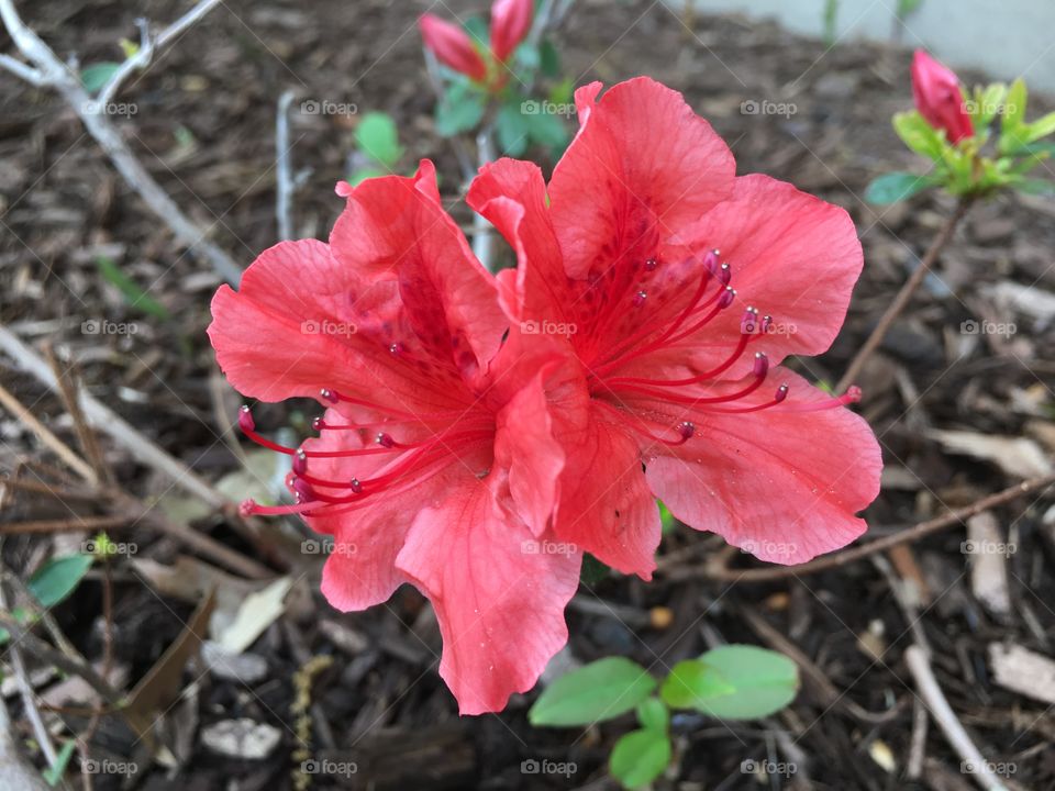 Orange azalea