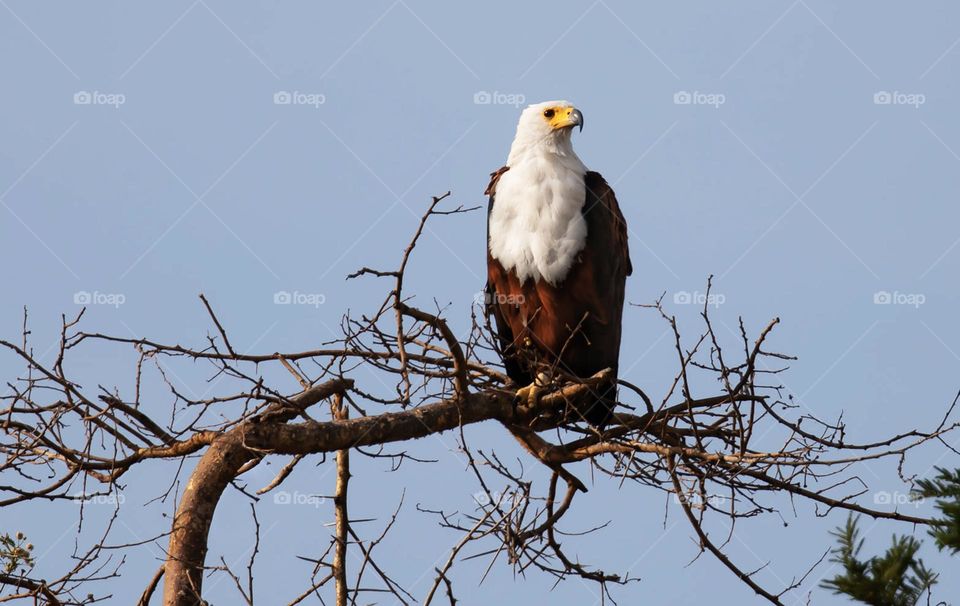 Kidepo,Uganda wildlife  Pictures