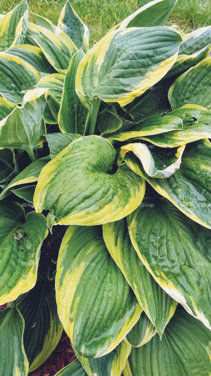 Leaf, No Person, Nature, Flora, Healthy