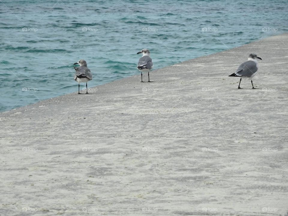 Three seagulls near the ocean. The other one walked on different directions. 