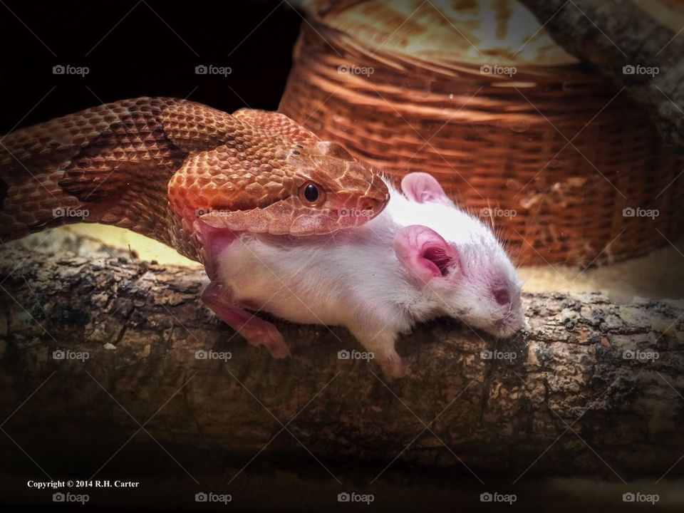 Copperhead With Rat