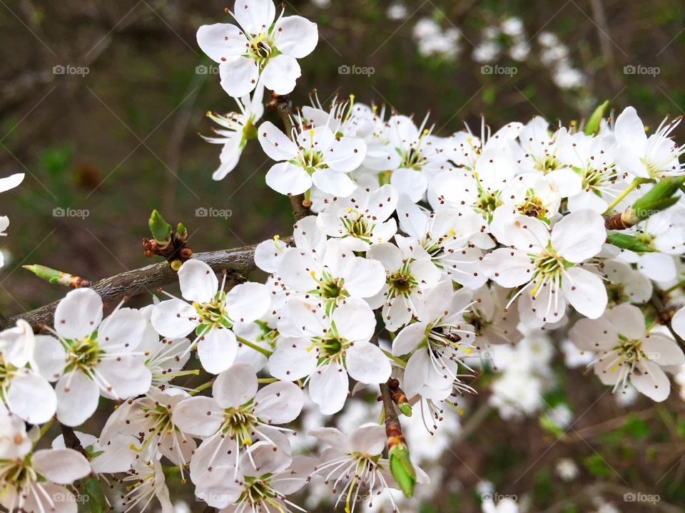 White spring flowers blooming in the tree